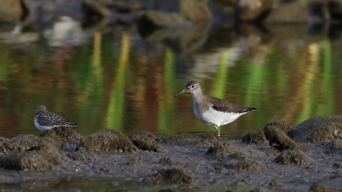 Solitary Sandpiper - ML118356111