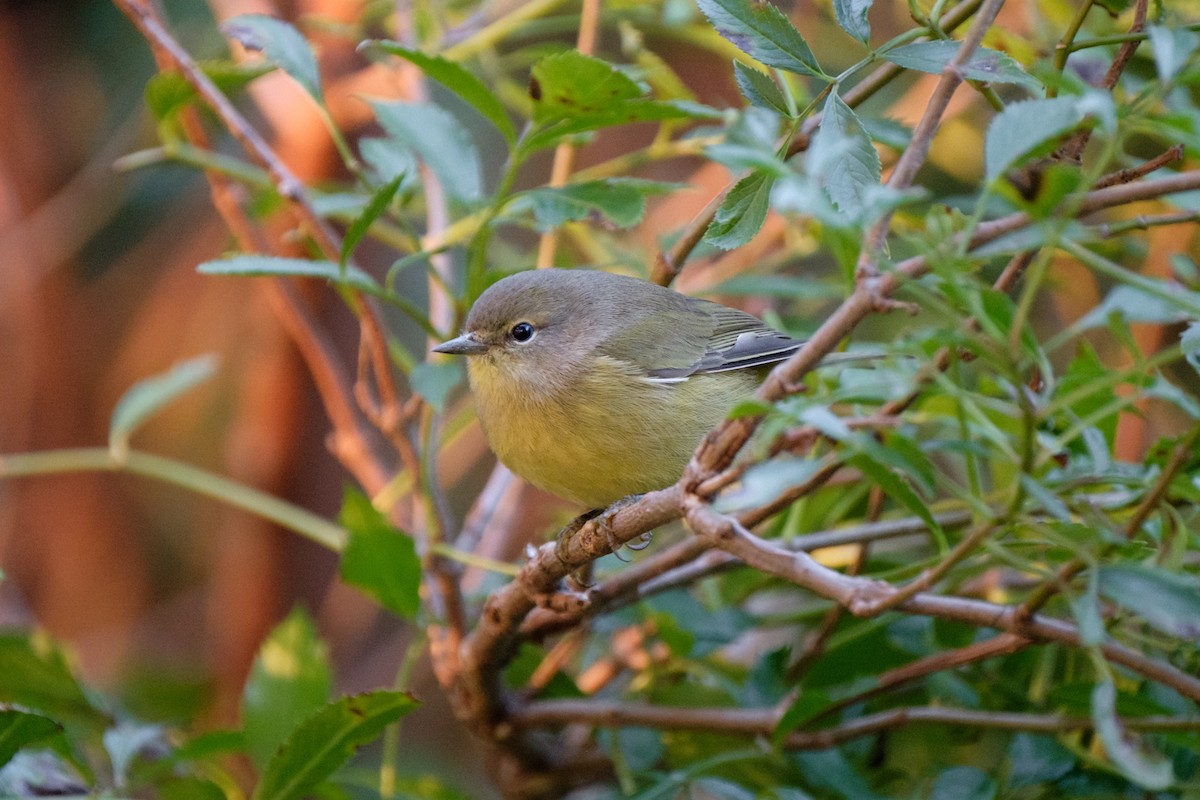 Orange-crowned Warbler - ML118356321