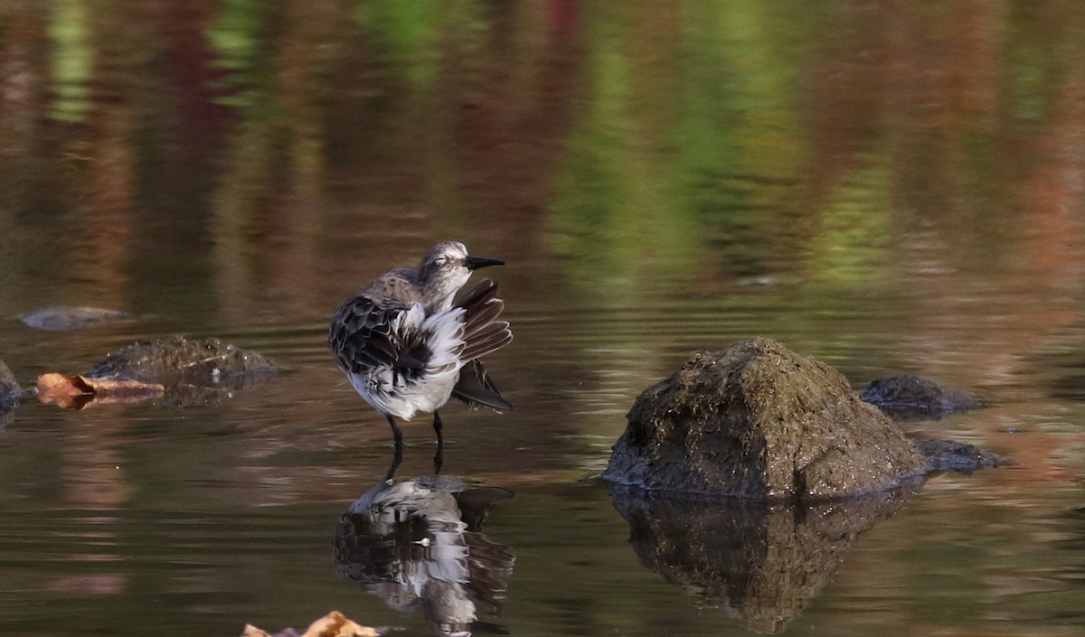 White-rumped Sandpiper - ML118356431