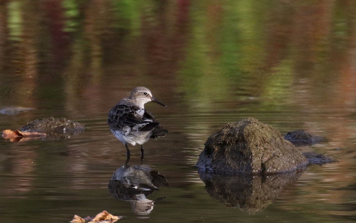 White-rumped Sandpiper - ML118356441