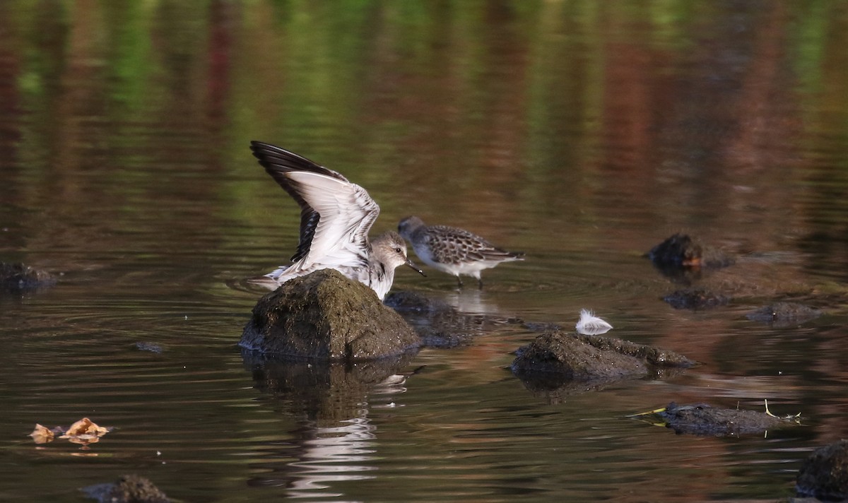 White-rumped Sandpiper - ML118356551