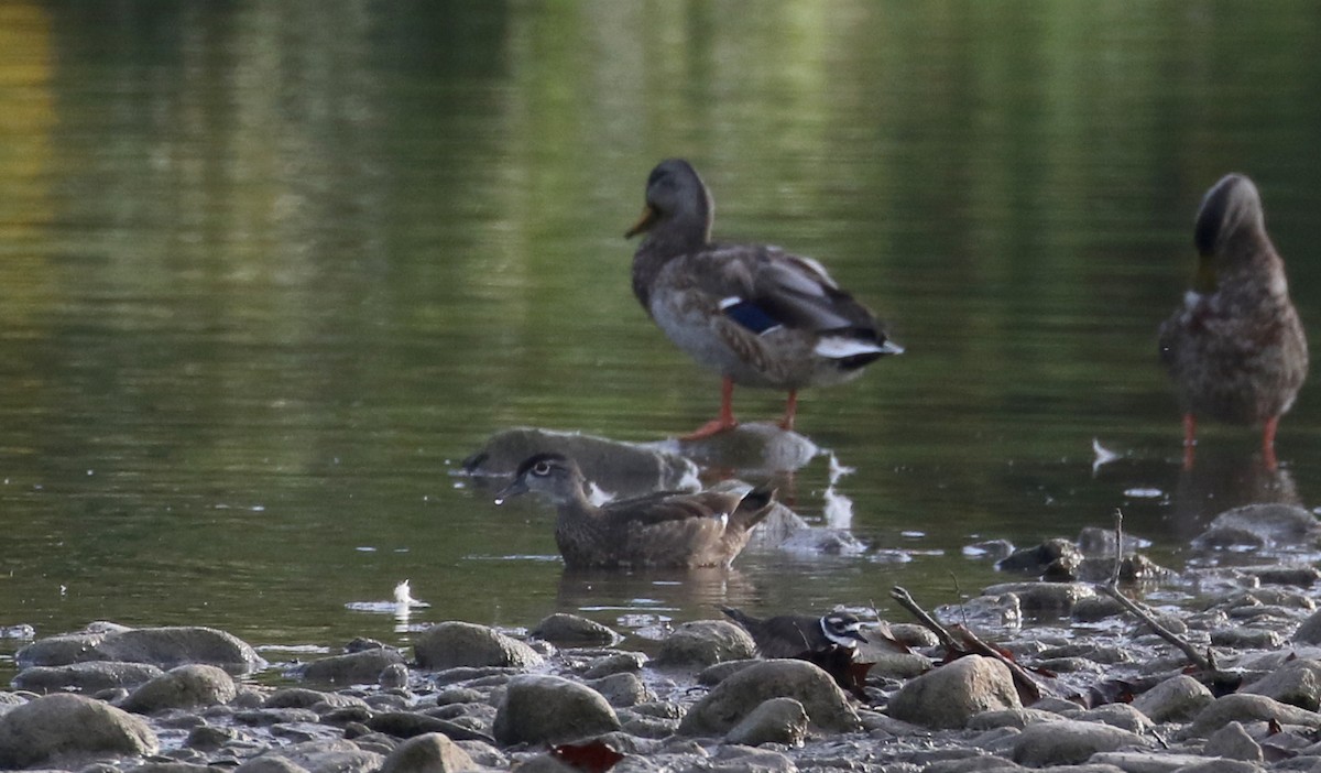 Wood Duck - ML118356561