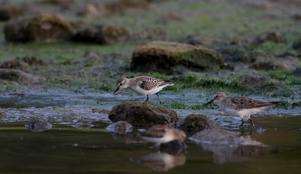 Semipalmated Sandpiper - ML118356571