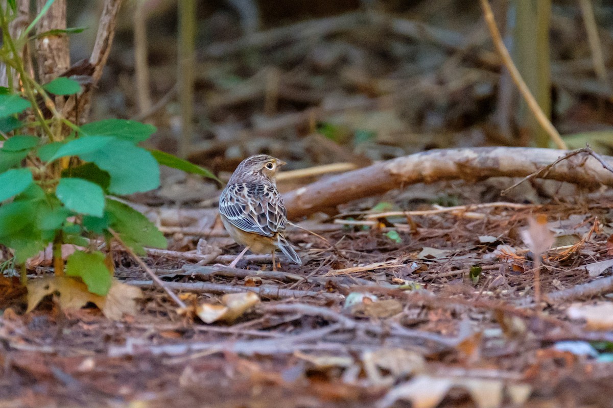 Grasshopper Sparrow - ML118356601