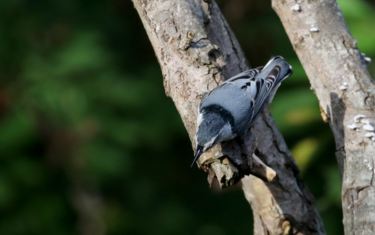 Beyaz Göğüslü Sıvacı (carolinensis) - ML118356701