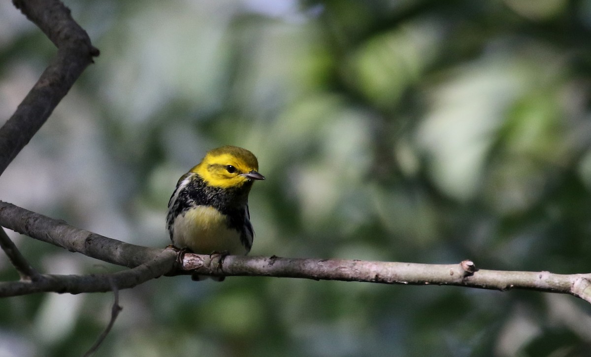 Black-throated Green Warbler - ML118356751