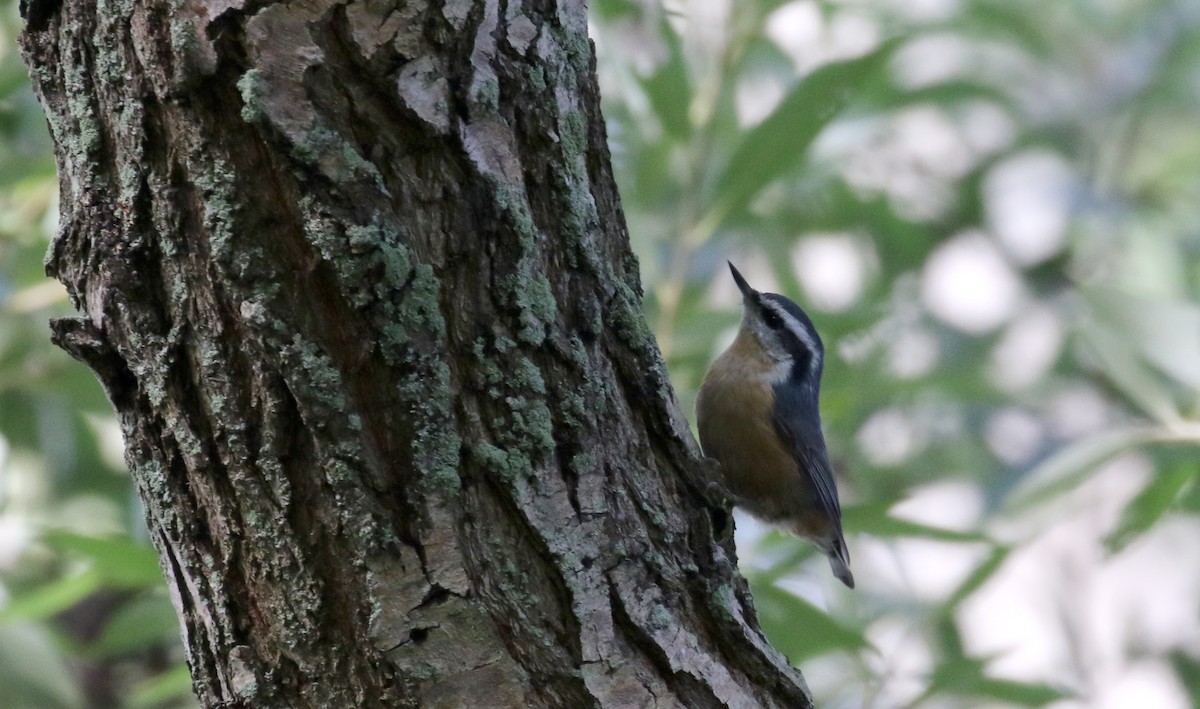 ムネアカゴジュウカラ - ML118356791