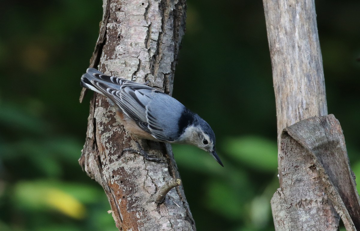 ムナジロゴジュウカラ（carolinensis） - ML118356861