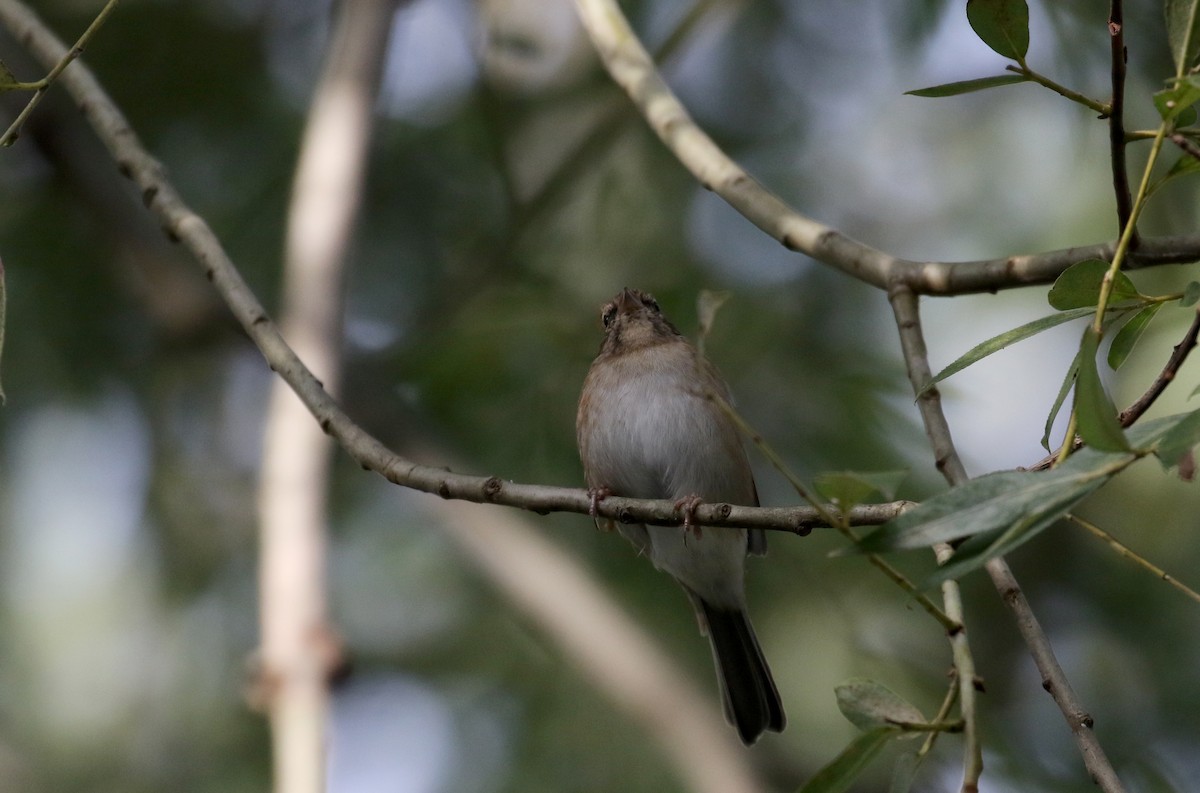 Chipping Sparrow - ML118356921