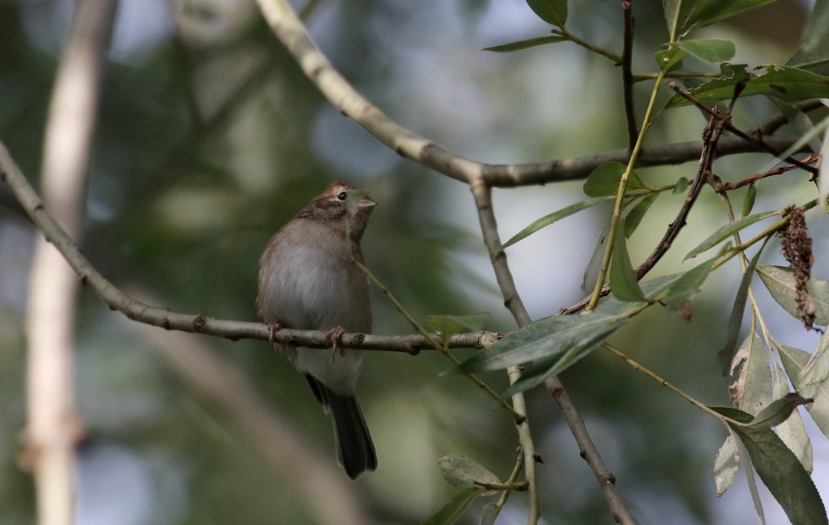 Chipping Sparrow - ML118356931