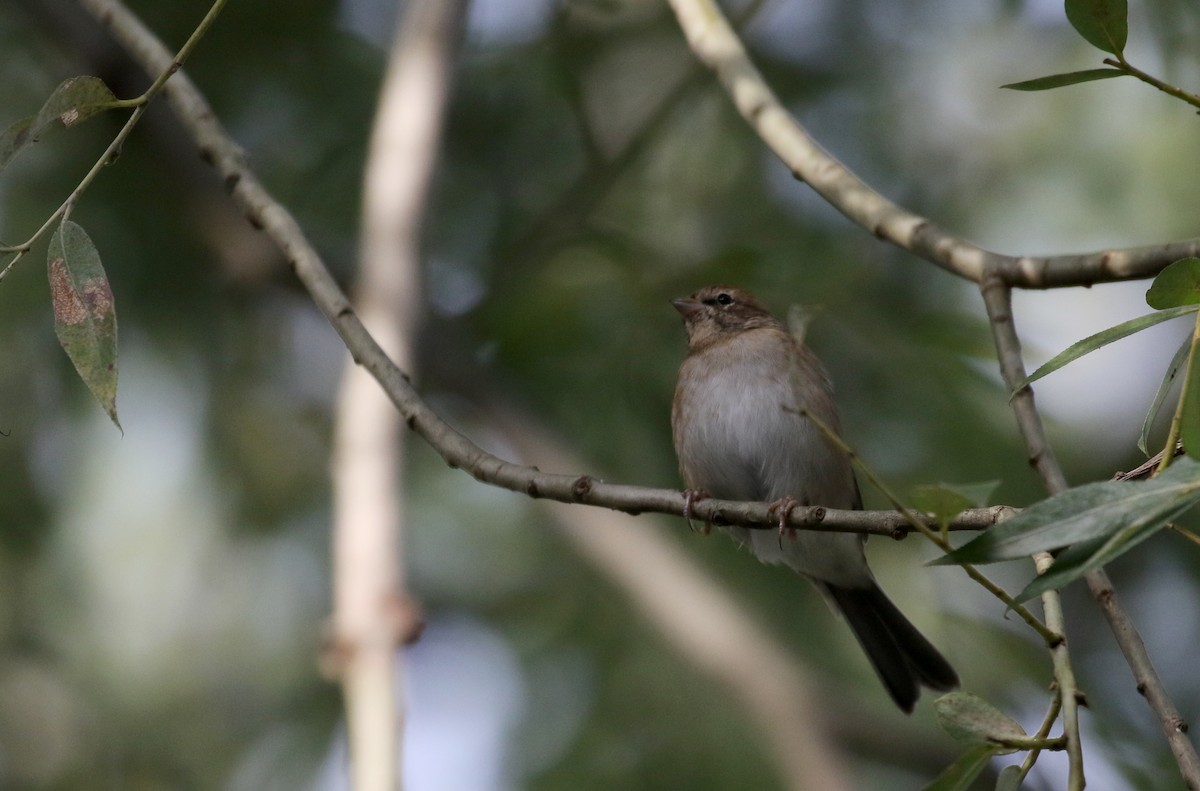 Chipping Sparrow - Jay McGowan