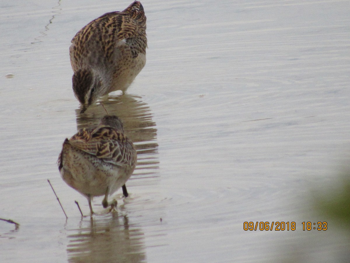 kortnebbekkasinsnipe/langnebbekkasinsnipe - ML118358651