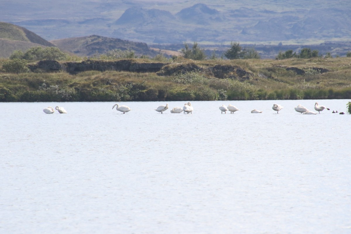 Whooper Swan - ML118359411