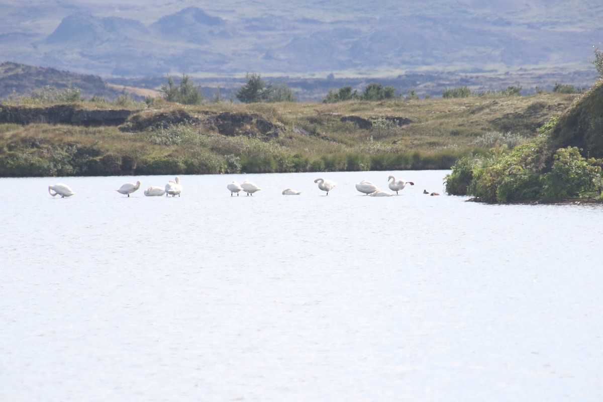 Whooper Swan - ML118359421