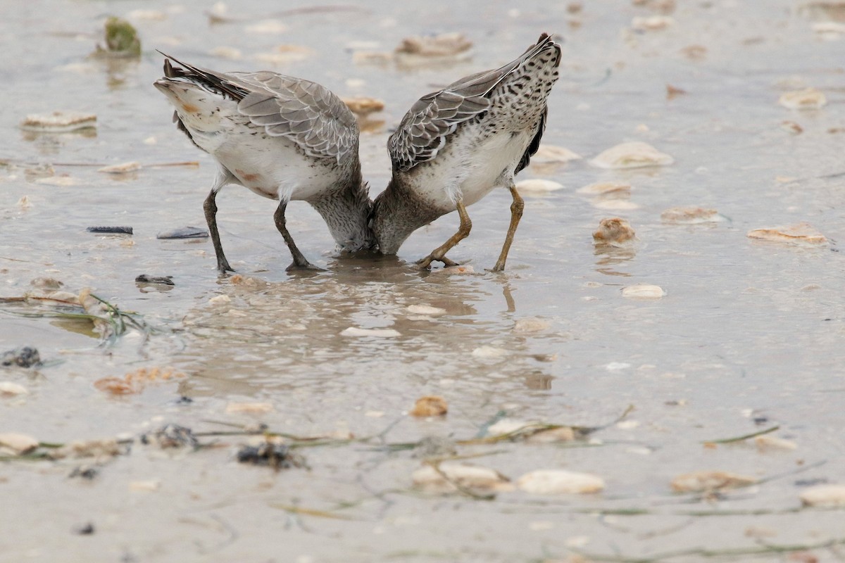 Red Knot - ML118359781