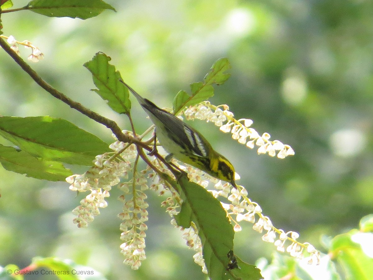 Townsend's Warbler - ML118359991