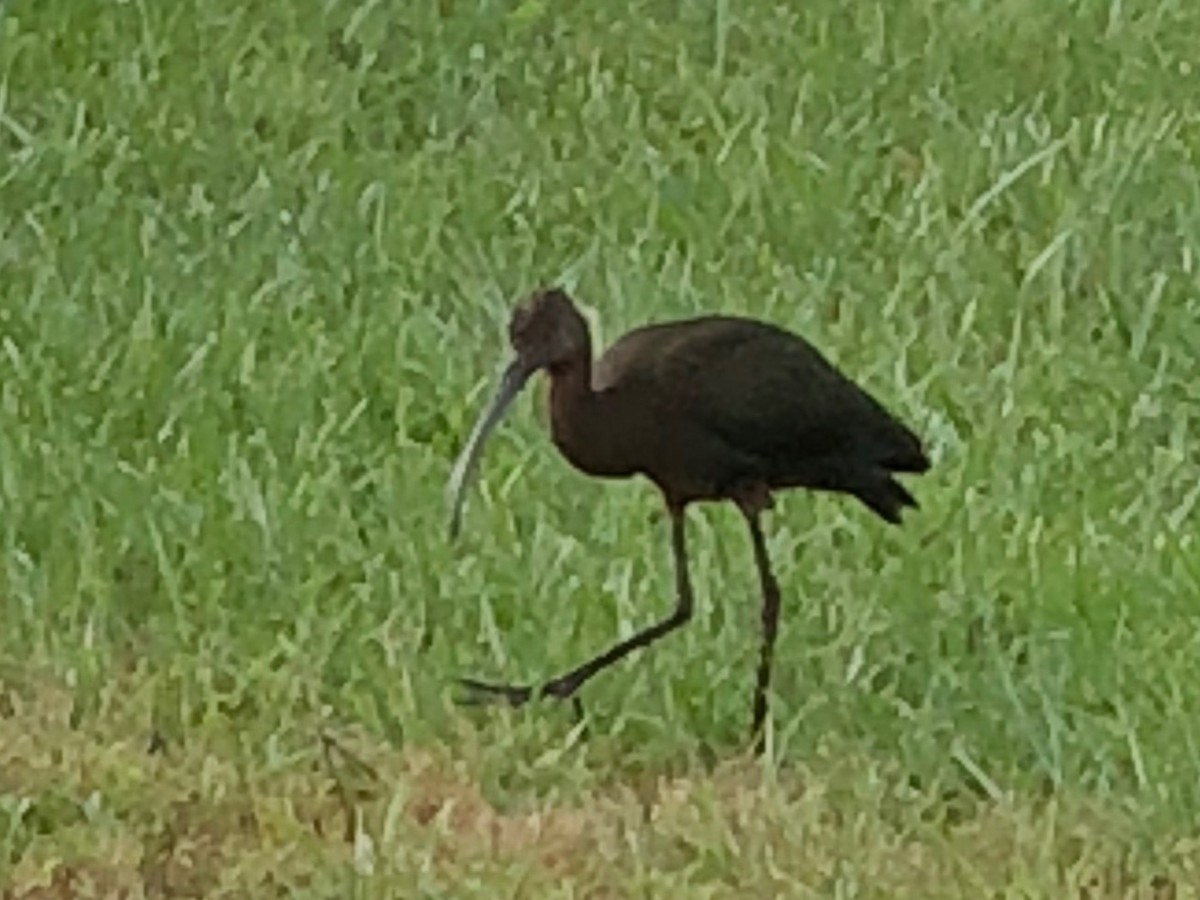 ibis americký - ML118360221