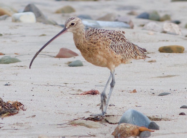 Long-billed Curlew - Libby Patten