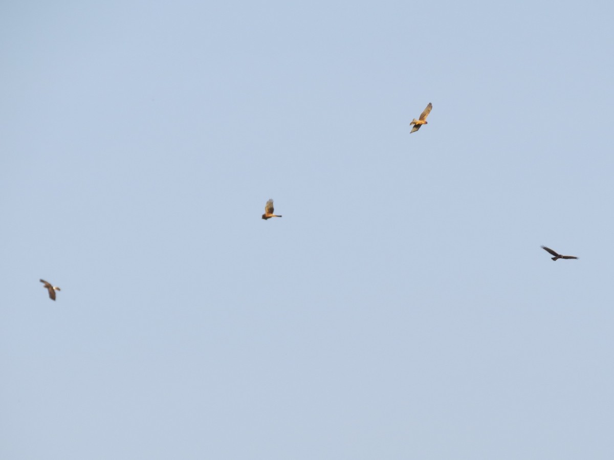 Northern Harrier - ML118361101