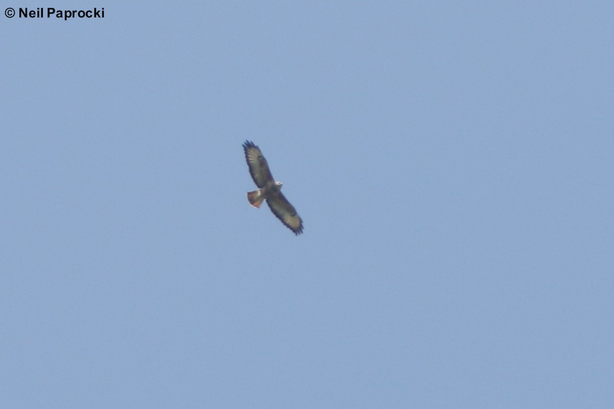 Common Buzzard - ML118363151