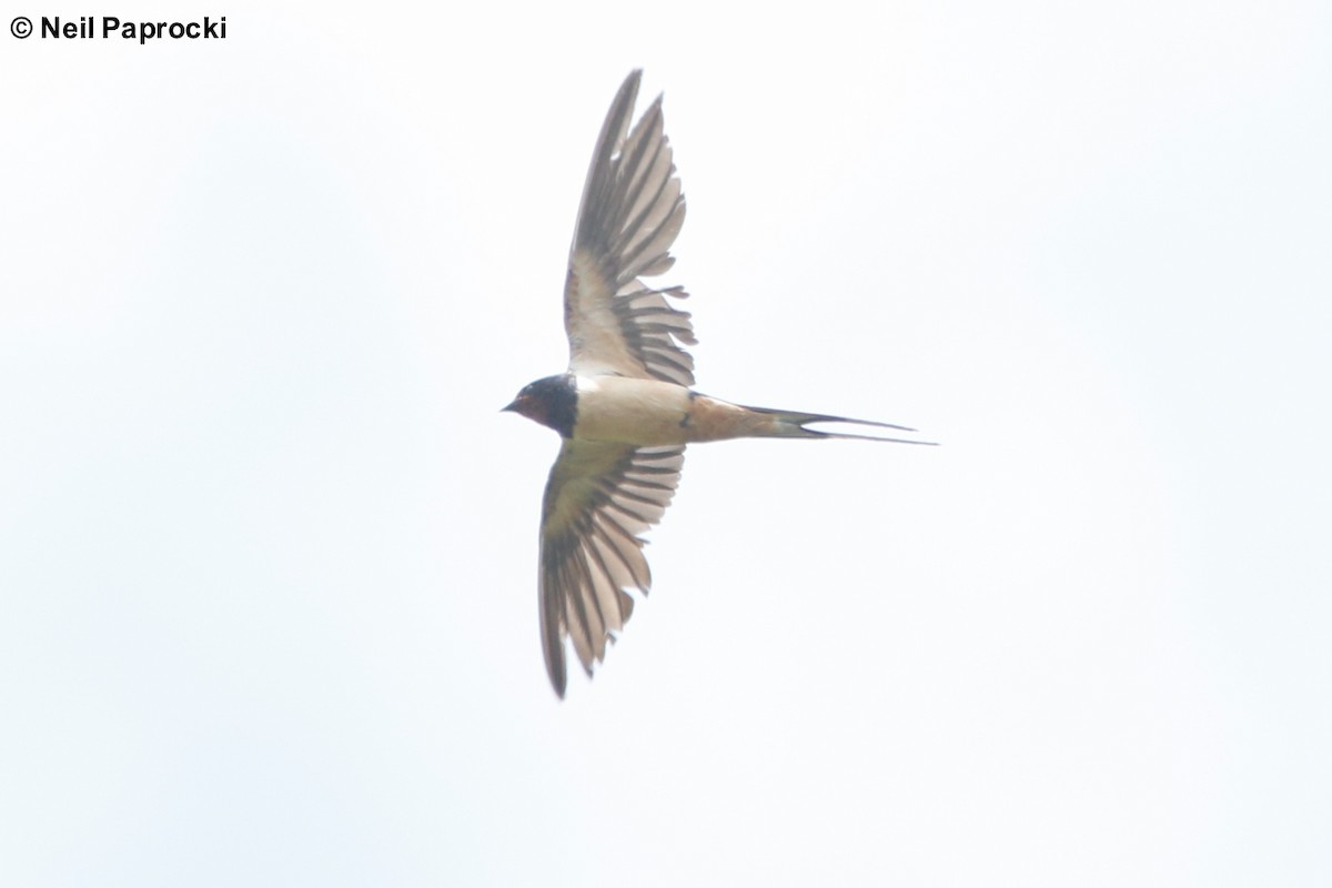 Barn Swallow - ML118363451