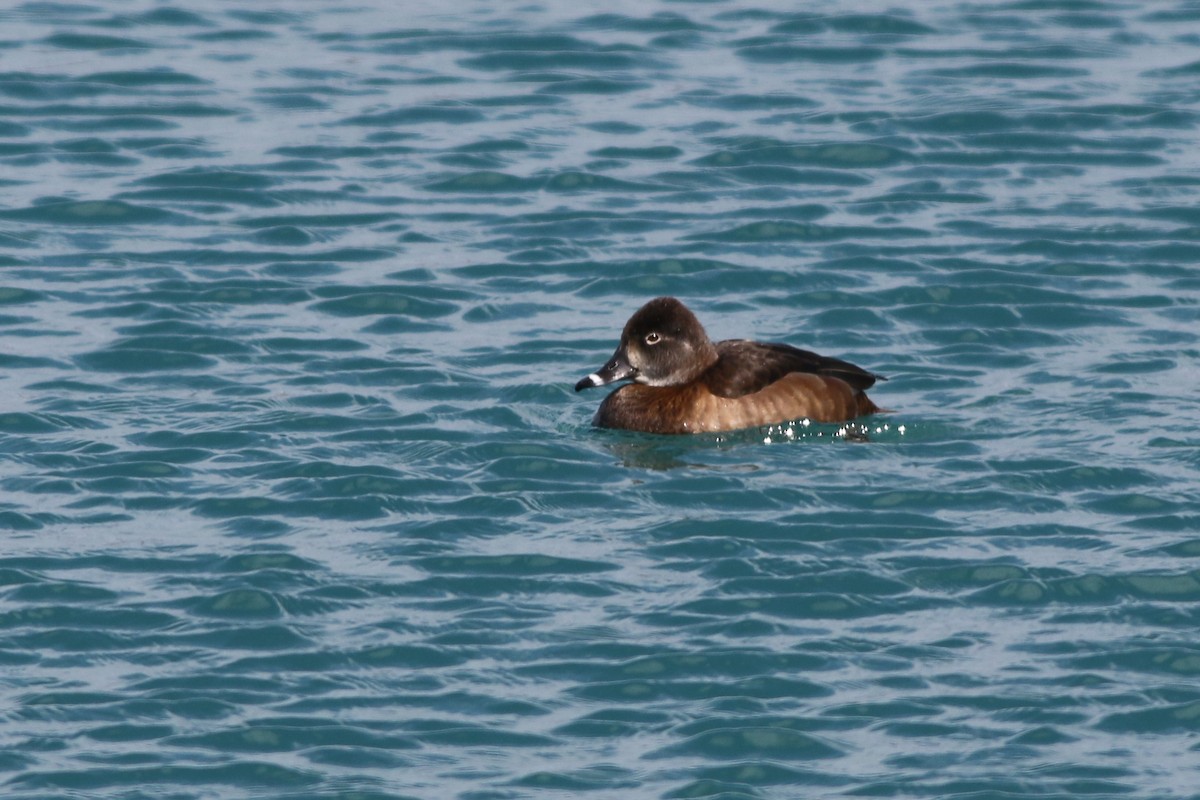 Ring-necked Duck - ML118363491