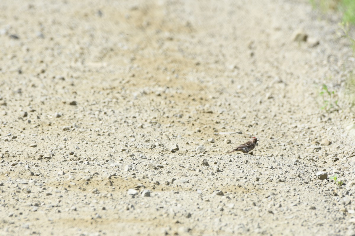 Common Redpoll - ML118364781