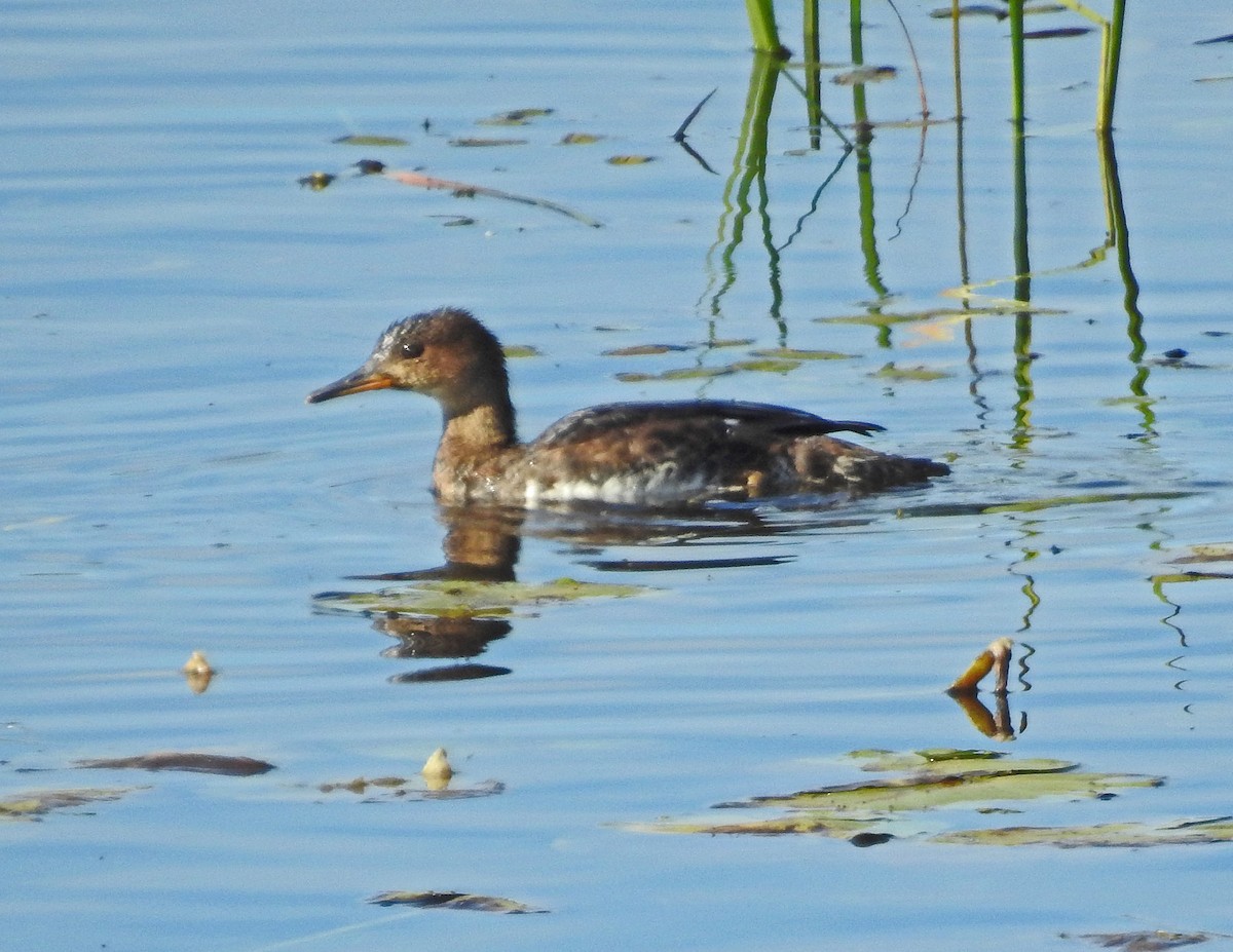 Serreta Capuchona - ML118364981