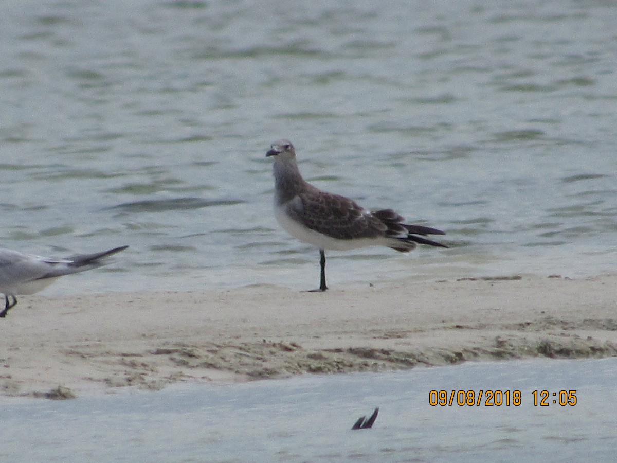 Mouette atricille - ML118365321