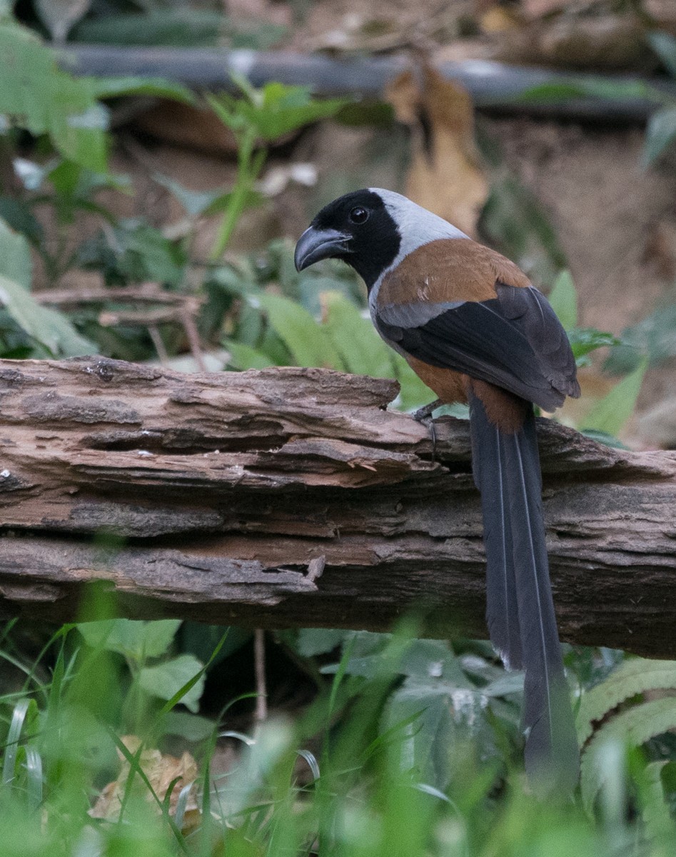 Collared Treepie - ML118365401