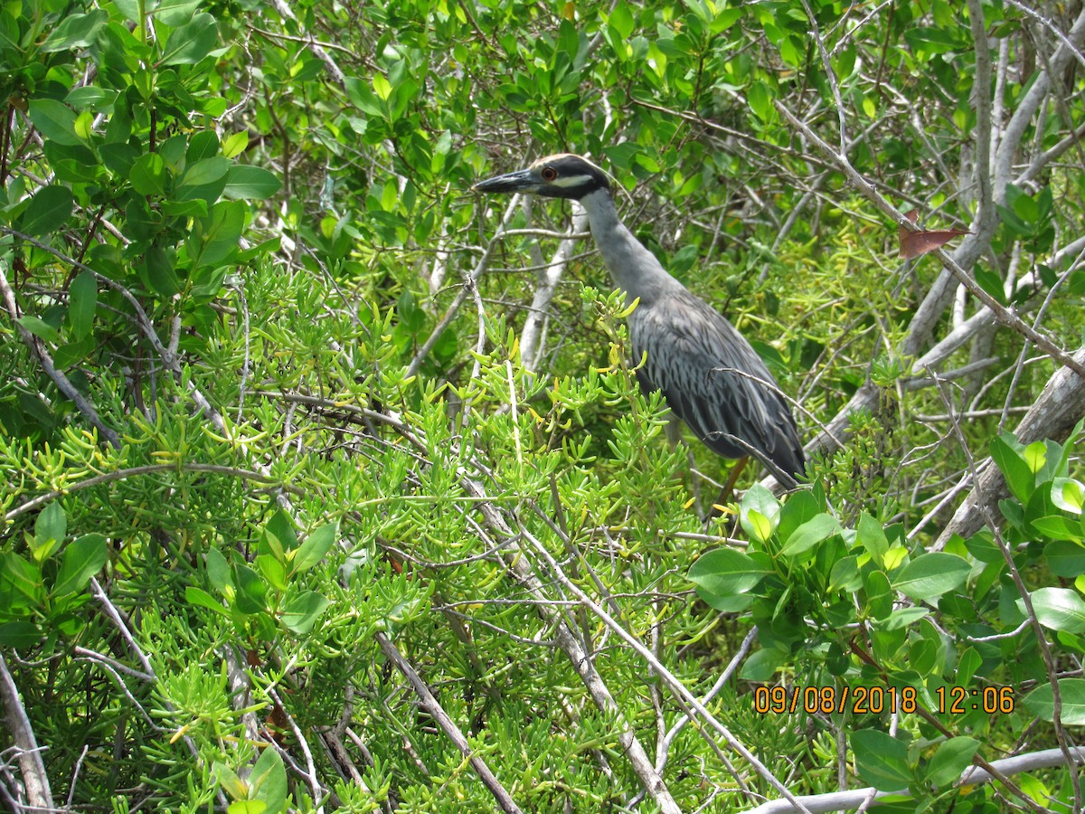 Yellow-crowned Night Heron - ML118365771