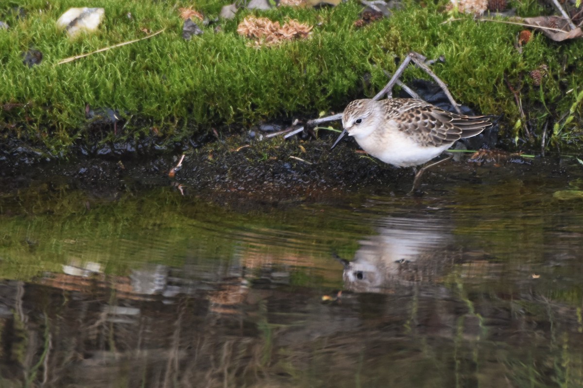 Semipalmated Sandpiper - ML118366231