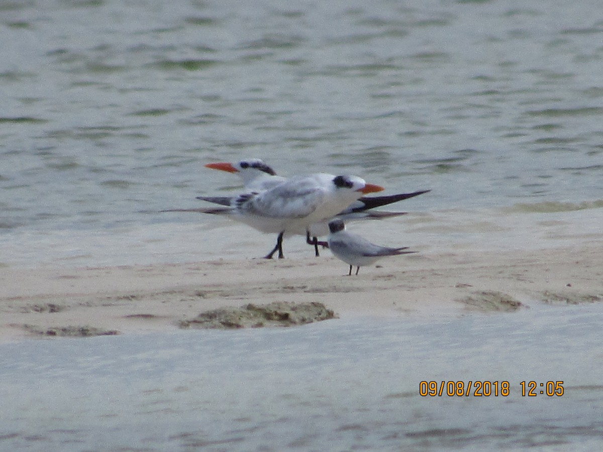 Royal Tern - ML118367091