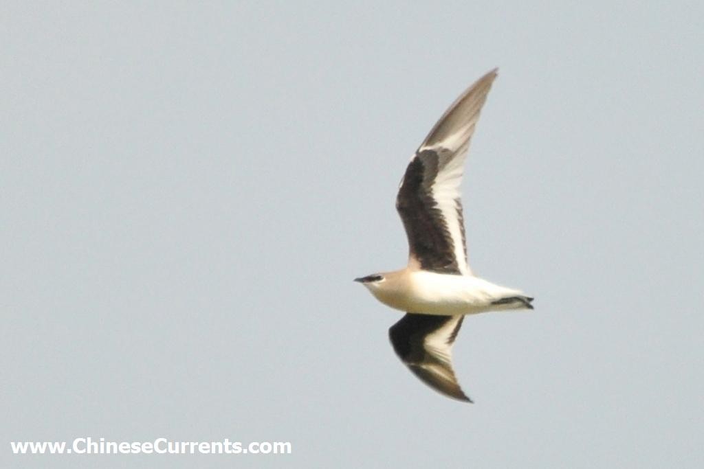 Small Pratincole - Steve Bale