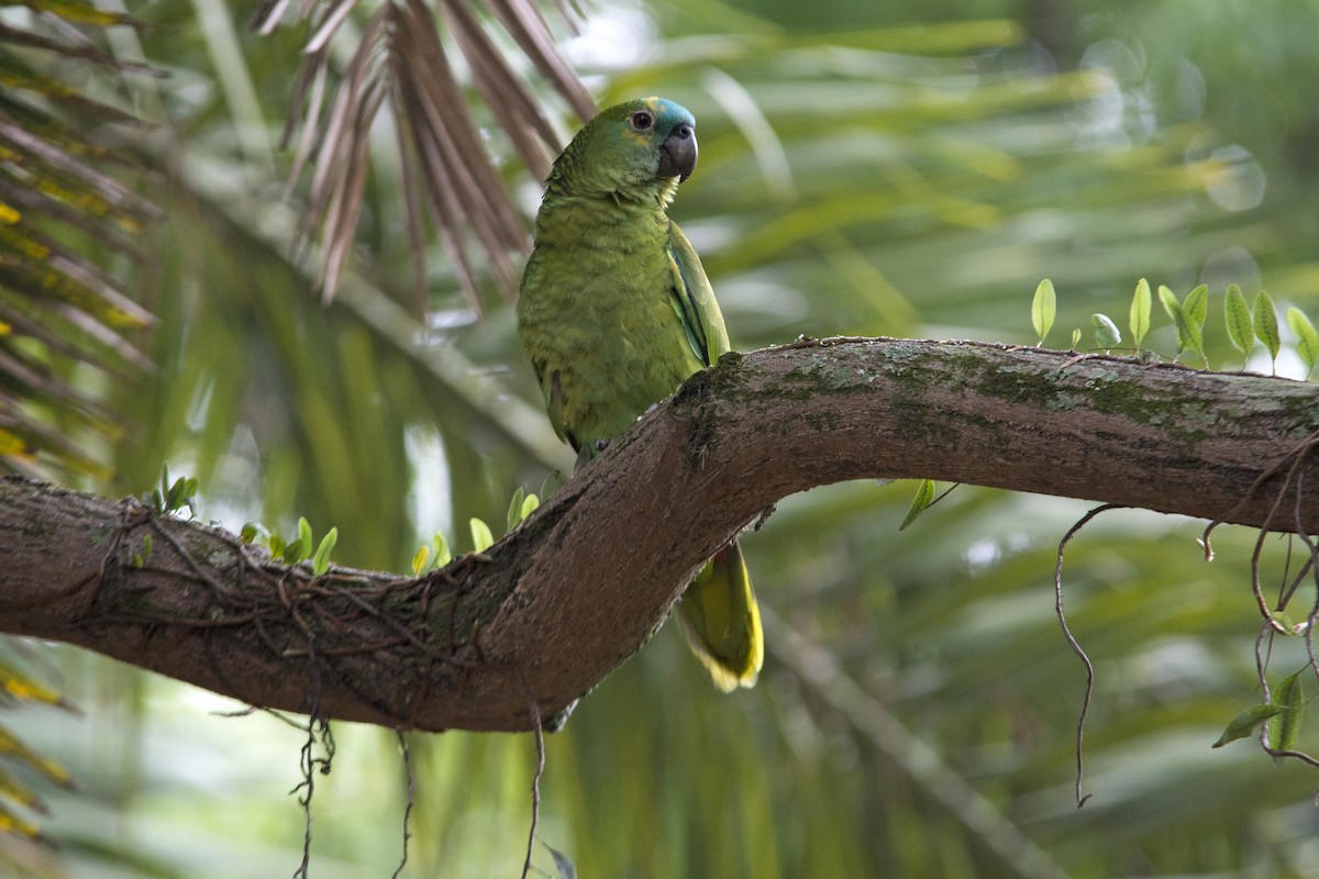 Turquoise-fronted Parrot - Marco Silva