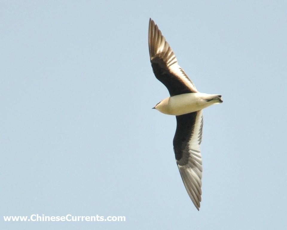 Small Pratincole - Steve Bale