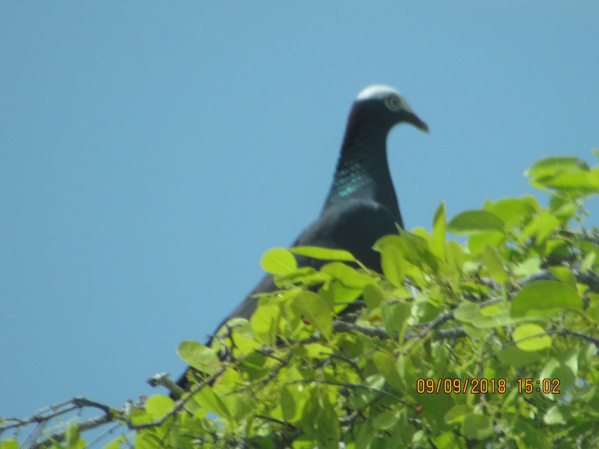 Pigeon à couronne blanche - ML118368551