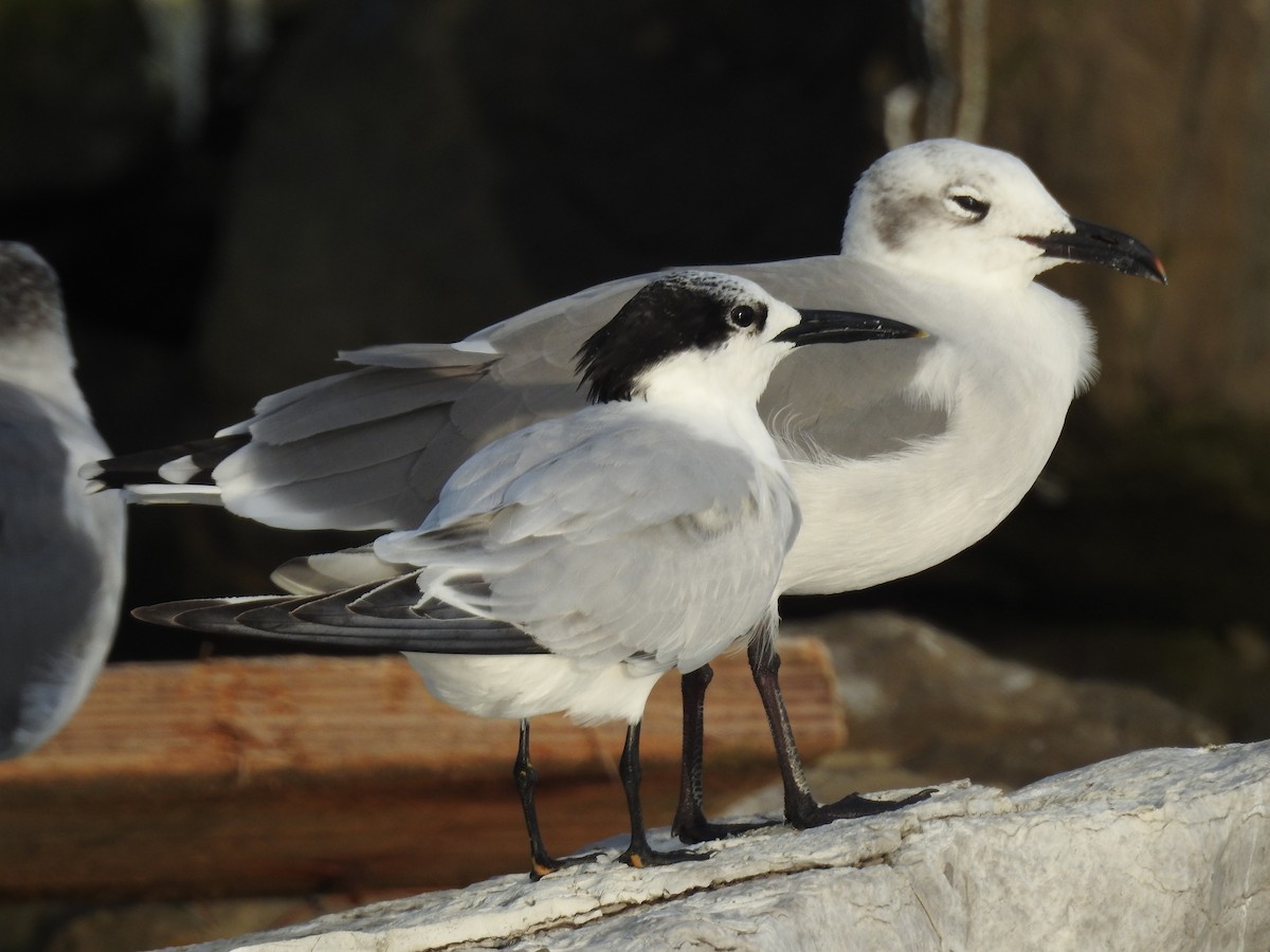 Sandwich Tern - Susan Grantham