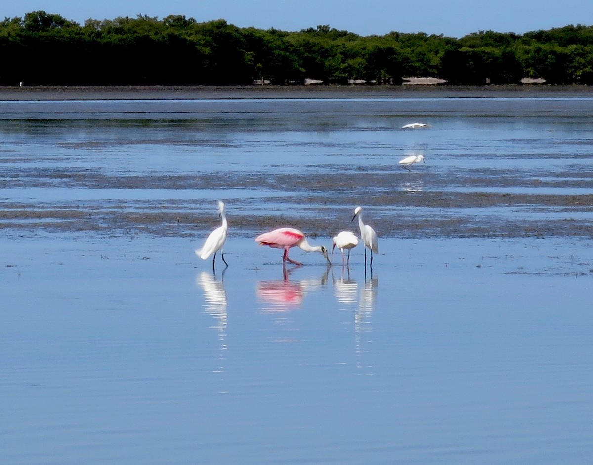 Roseate Spoonbill - Greg Vassilopoulos