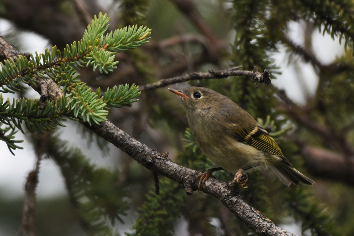 Ruby-crowned Kinglet - ML118370571