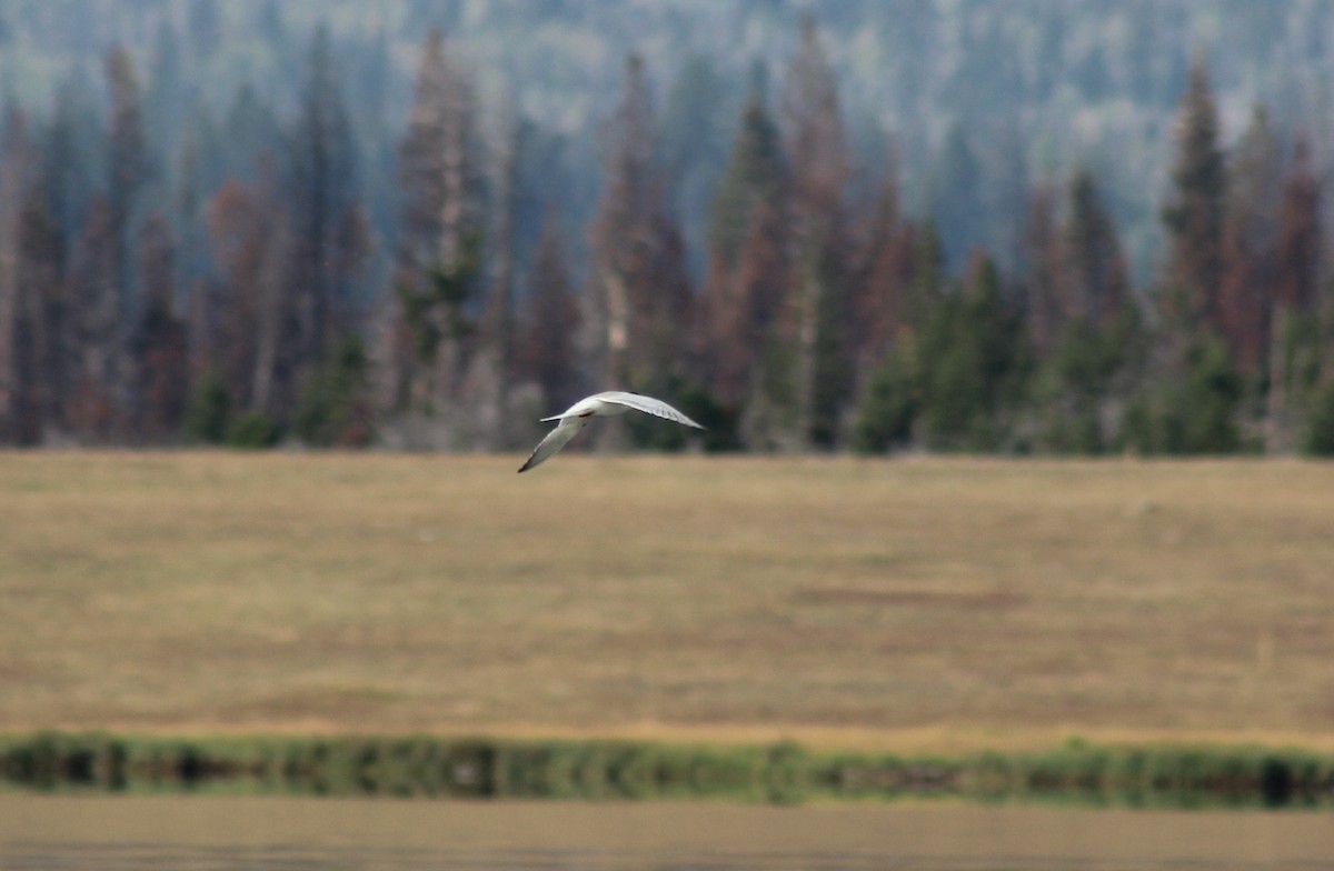 Caspian Tern - ML118371061