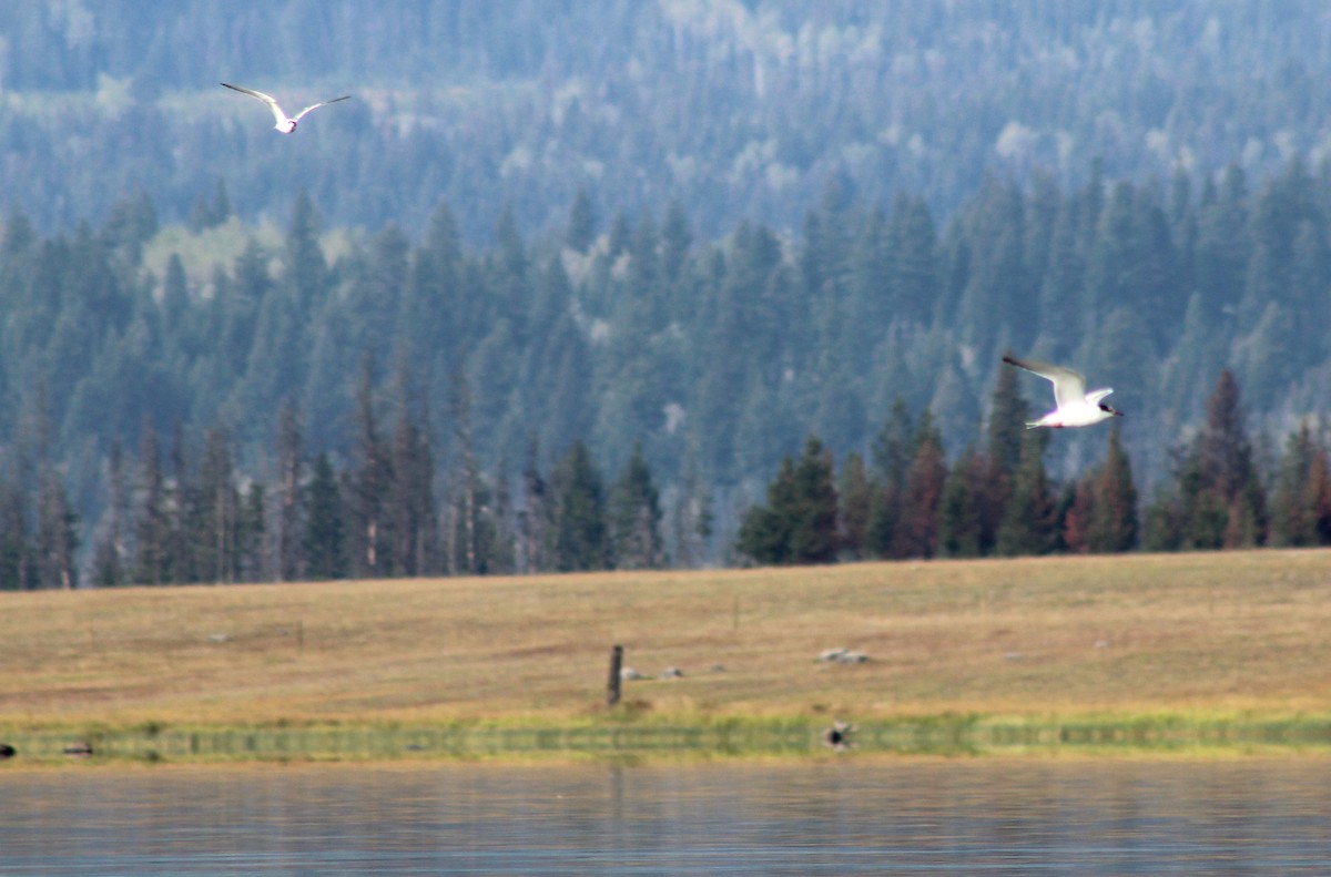 Caspian Tern - ML118371091