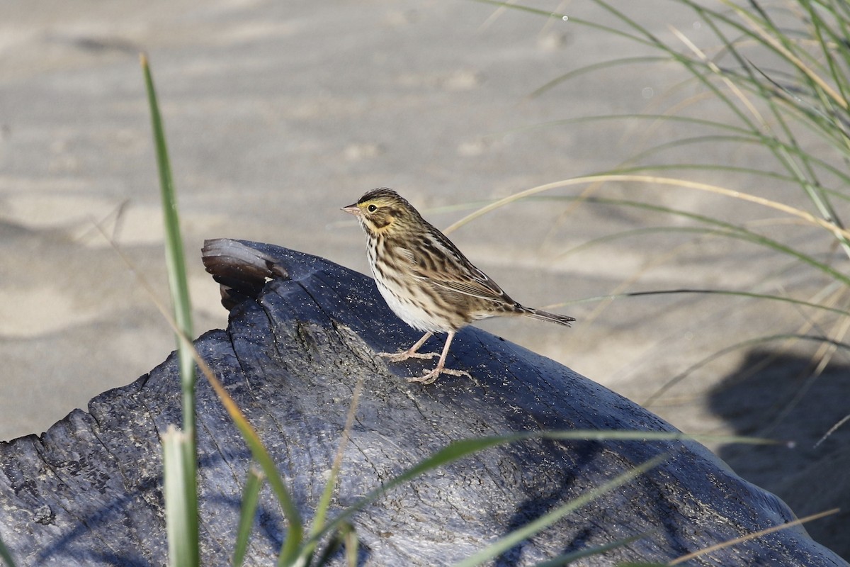 Savannah Sparrow - ML118371721