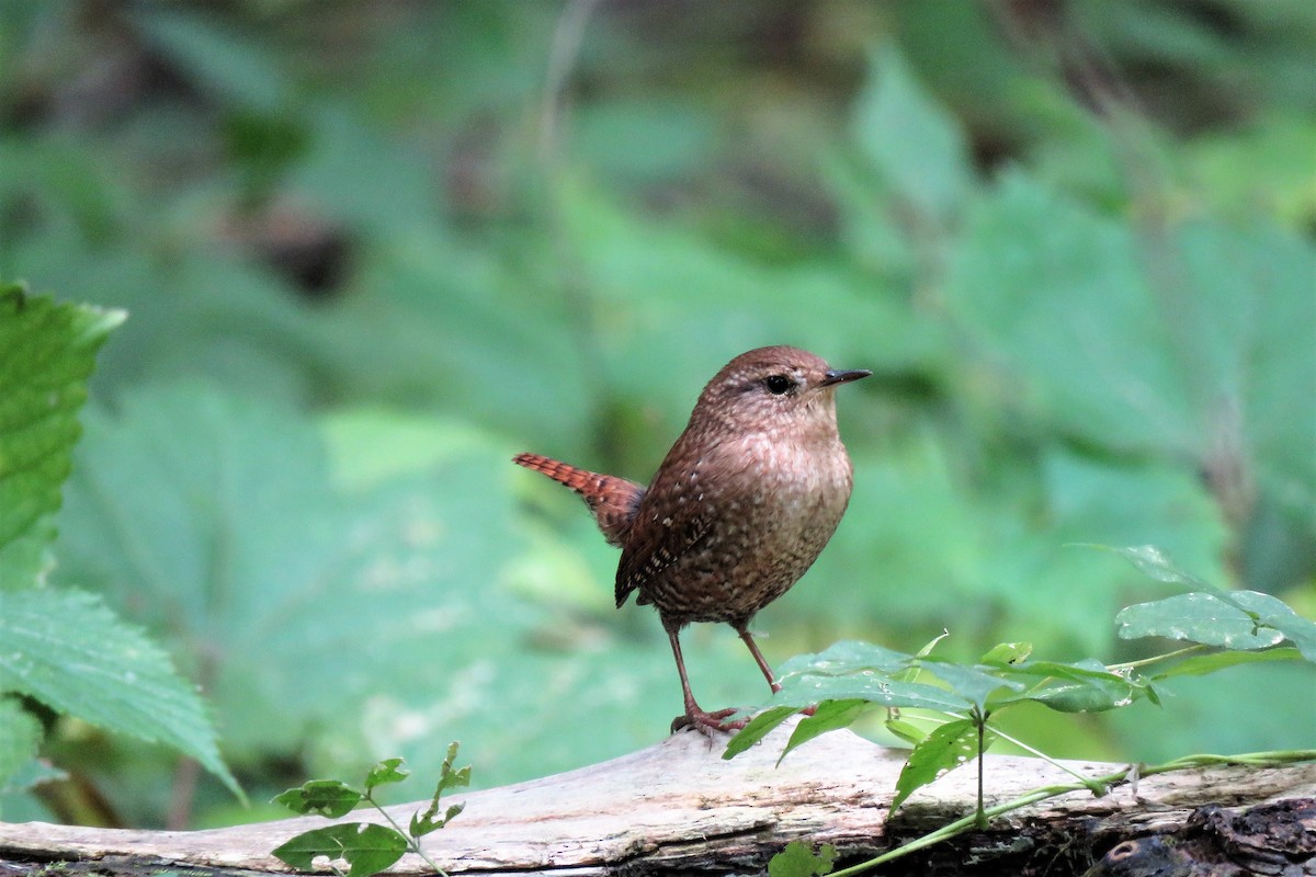 Winter Wren - Mérédith Cousineau