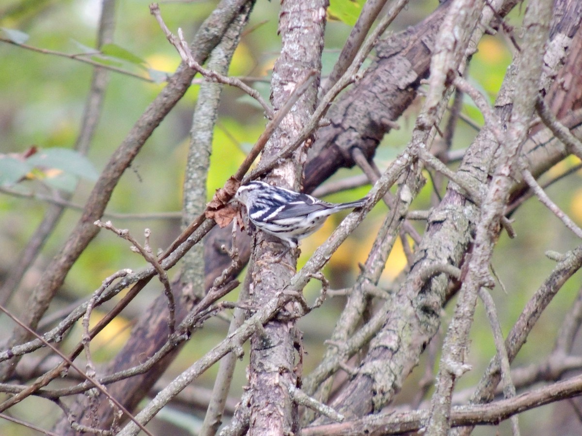 Black-and-white Warbler - Callan Murphy