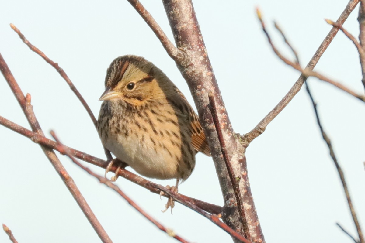 Lincoln's Sparrow - ML118372851