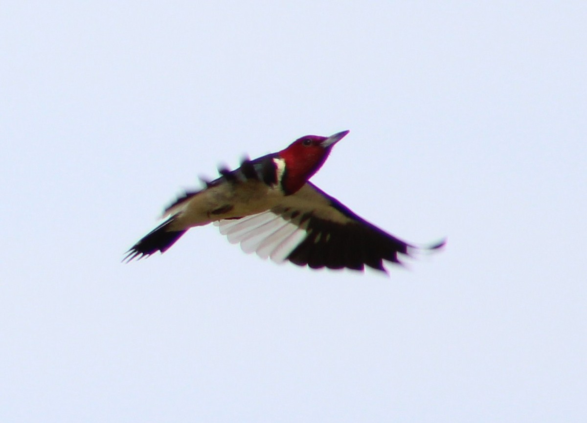 Red-headed Woodpecker - ML118372991