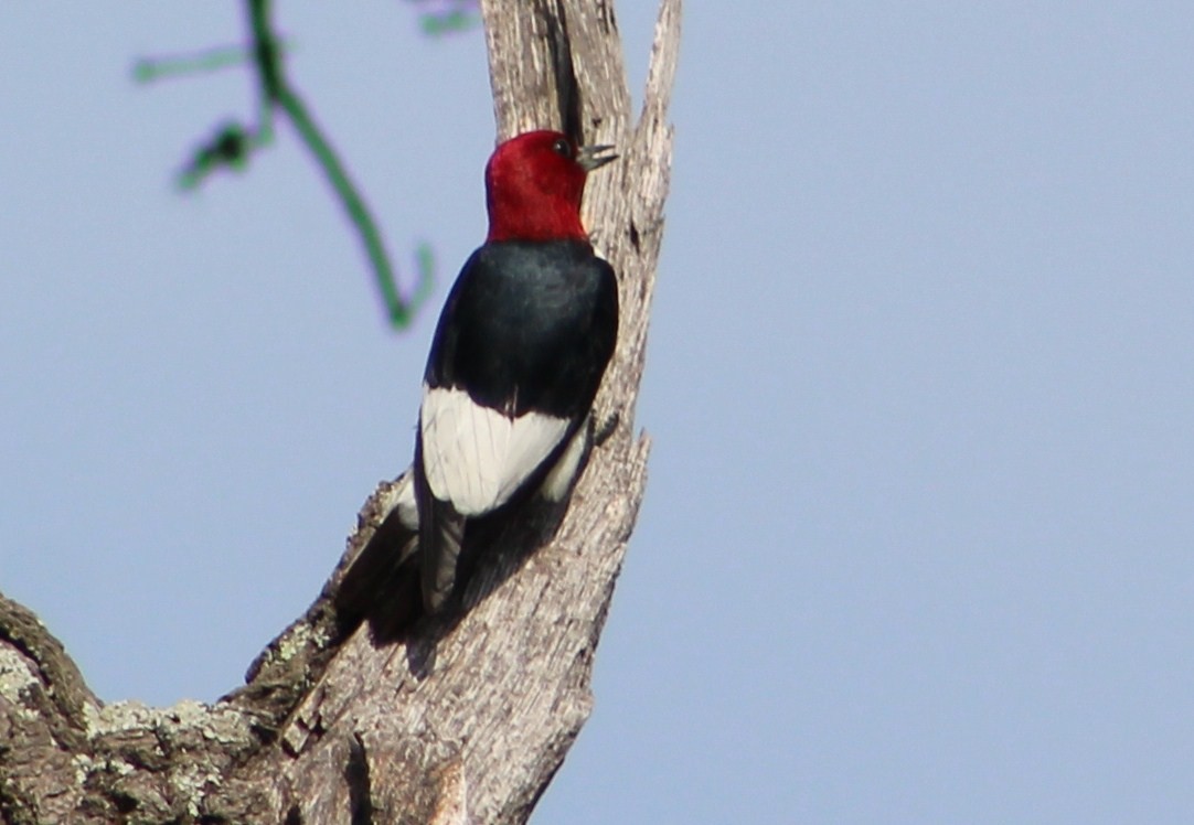 Red-headed Woodpecker - ML118373001