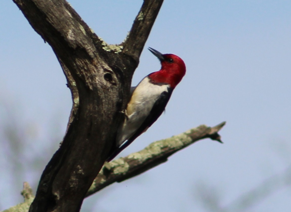 Red-headed Woodpecker - ML118373011