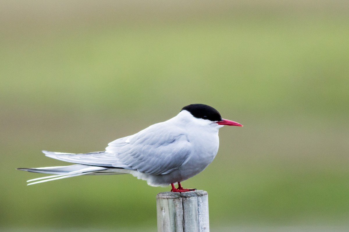 Arctic Tern - ML118373201